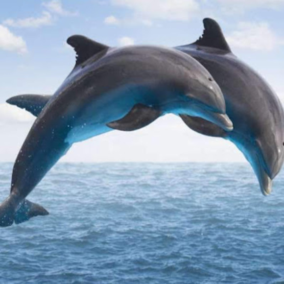 Meet your Posher, Lucy - Picture 1 of 1